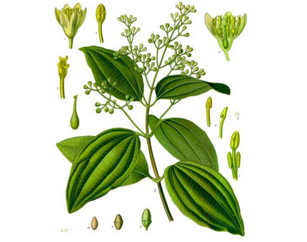 Cinnamon Leaf Oil